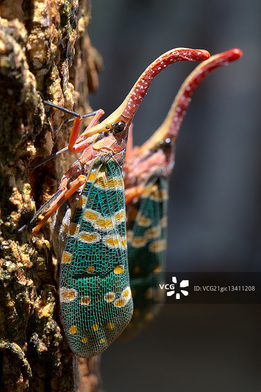 树上的两只蜡蝉图片素材