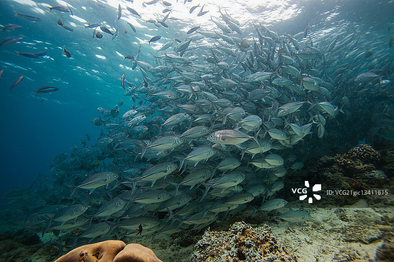 鱼群图片素材