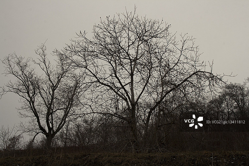 秋天的光秃秃的树木图片素材