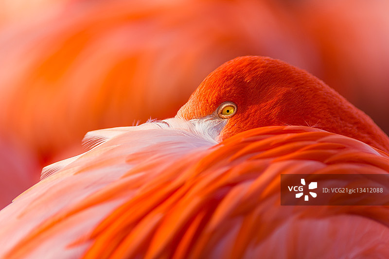 橙色火烈鸟图片素材