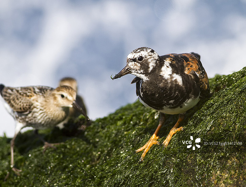 翻石鹬图片素材