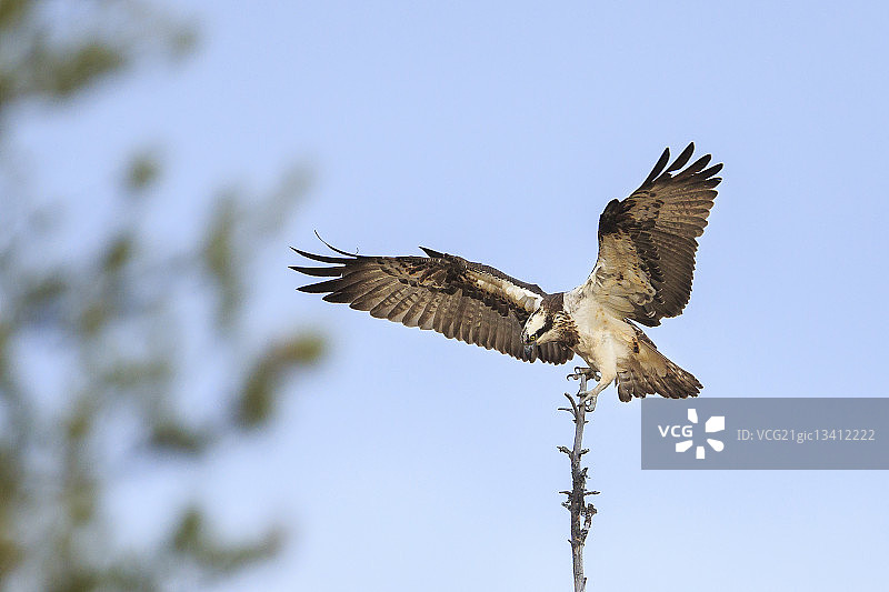 鱼鹰（Pandion haliaetus）降落在树梢上，挪威海德马克图片素材