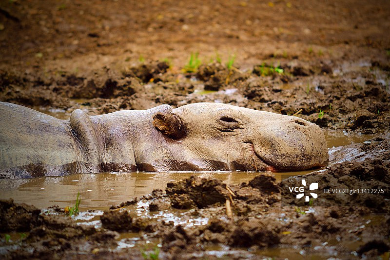 布鲁克菲尔德动物园图片素材