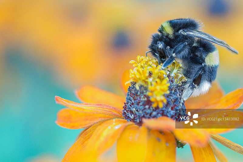 男人蜜蜂停在黄色花朵上图片素材