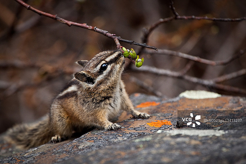 花栗鼠在加拿大阿尔伯塔省班夫国家公园啃食树枝图片素材
