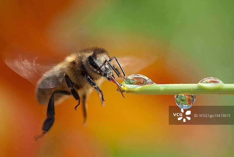 蜜蜂饮用露珠图片素材