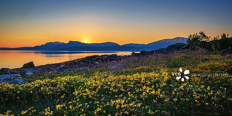 午夜阳光下的花朵图片素材