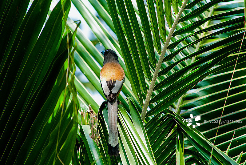棕腹树鹊图片素材