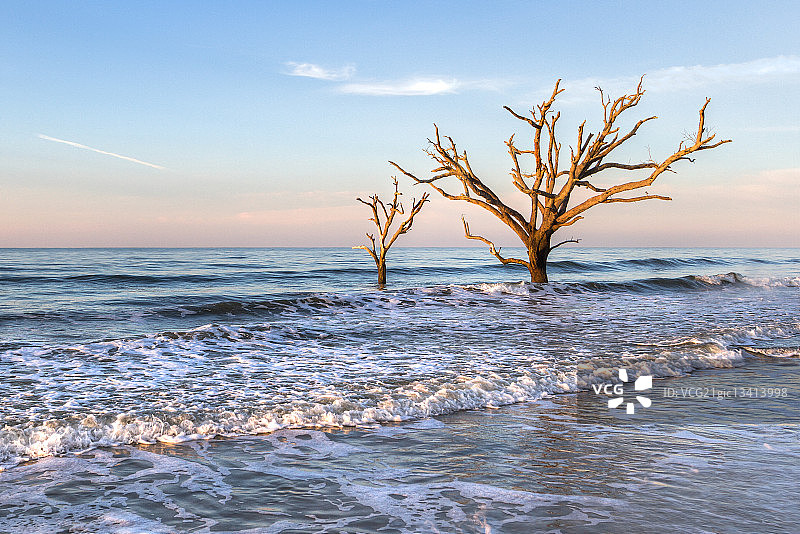 两棵生长在海边的树，位于美国南卡罗来纳州埃迪斯托岛图片素材