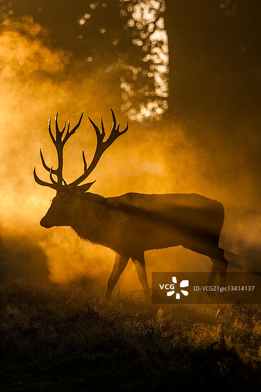 下的鹿的剪影，里士满公园，英国图片素材