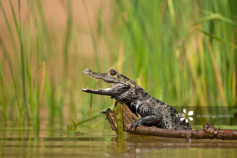 侏儒鳄鱼图片素材