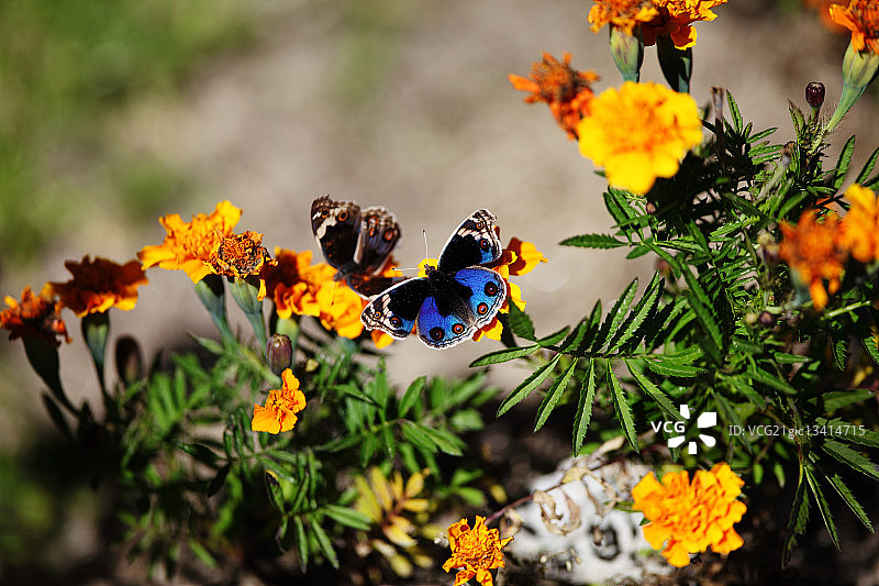 不丹通萨蓝色三色堇蝴蝶与花朵图片素材