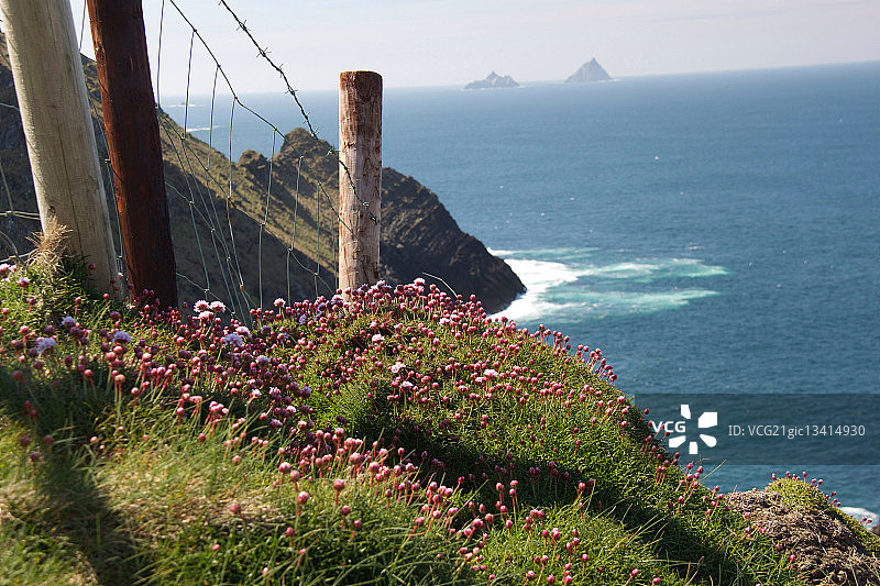 斯凯利格·迈克尔海边悬崖上盛开的野花，爱尔兰凯里图片素材