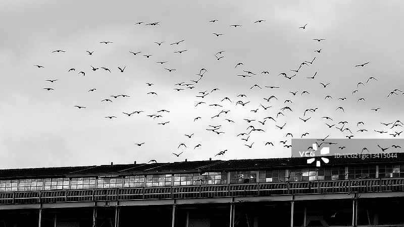 德国莱茵河畔魏尔屋顶上空的鸟群图片素材