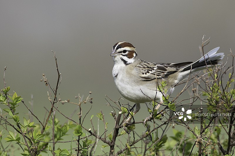 云雀麻雀图片素材