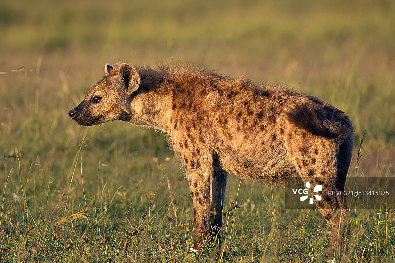 肯尼亚马赛马拉国家保护区的斑点鬣狗图片素材