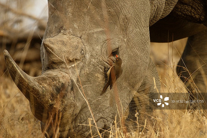 白犀牛和红嘴牛椋鸟图片素材