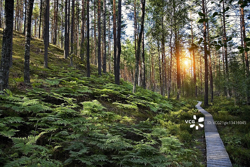 森林中的木制栈道，丘陵景观上的树木和绿色植物图片素材