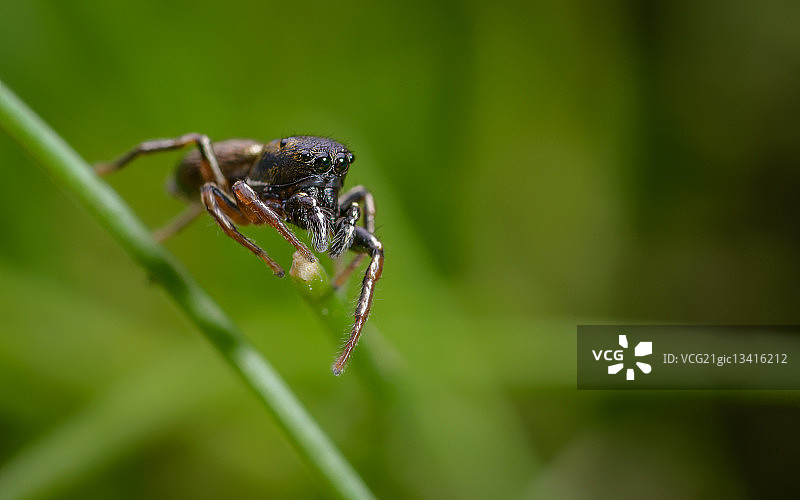 金黄蝇虎图片素材