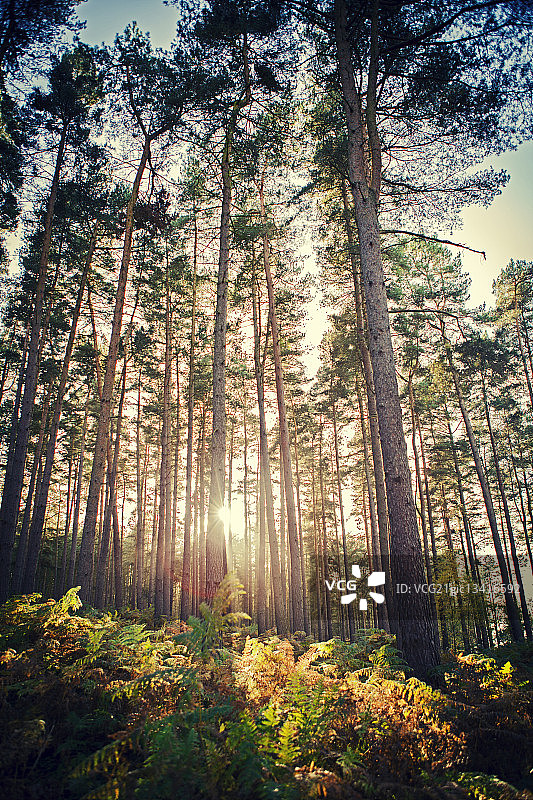 坎诺克·蔡斯图片素材