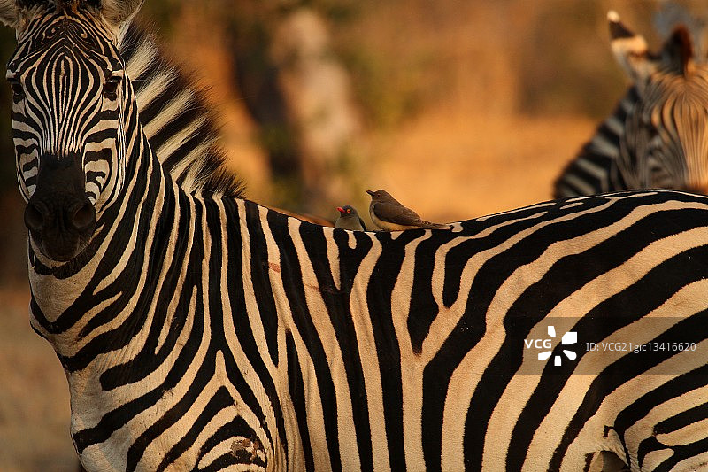斑马和牛椋鸟图片素材