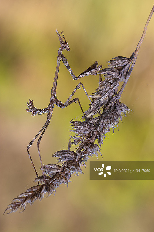 伪装在植物上的羽 Empusa图片素材