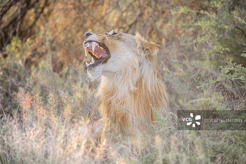 纳米比亚的咆哮的狮子图片素材
