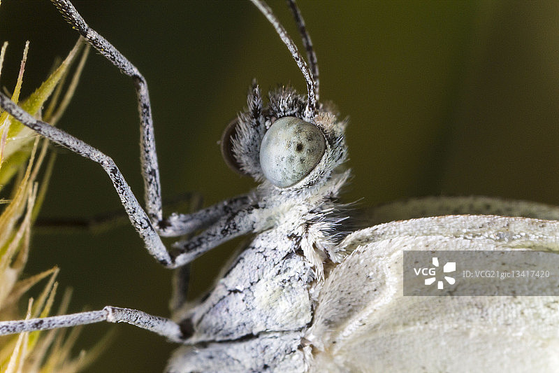 白色蝴蝶特写图片素材