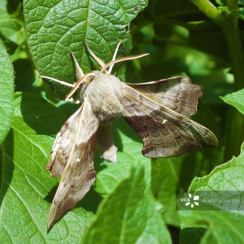 杨树鹰蛾（Laothoe populi）在树叶上的特写图片素材