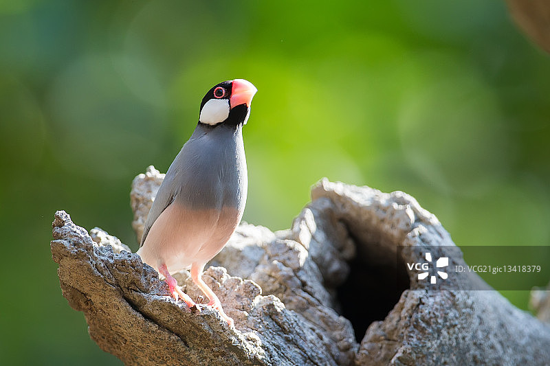 绿色背景爪哇雀图片素材
