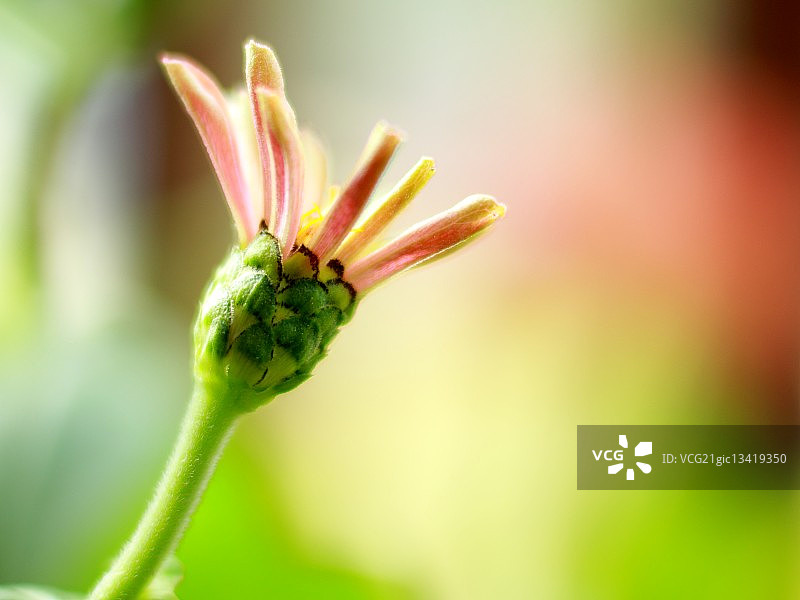 粉红色开花植物特写镜头图片素材