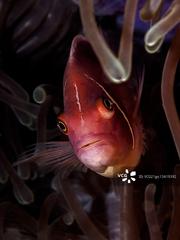 隐藏的海葵鱼图片素材