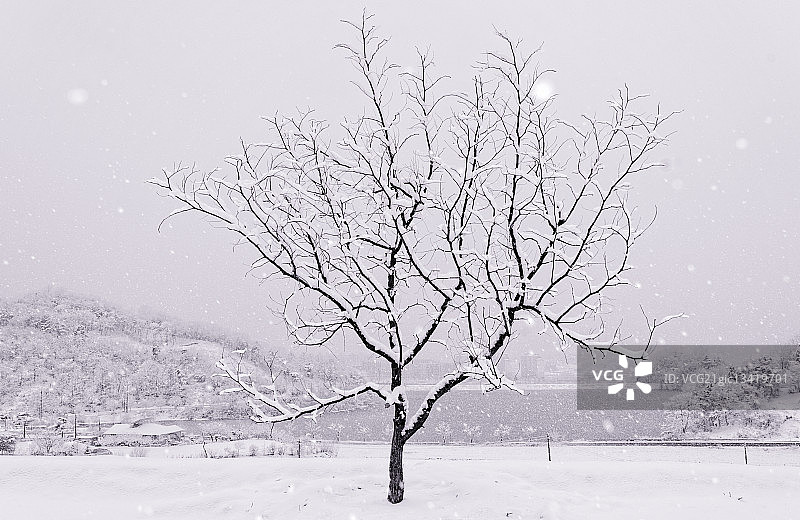 韩国江原道原州市雪中的光秃秃的树图片素材