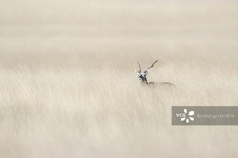 藏羚羊隐藏在印度草丛中图片素材