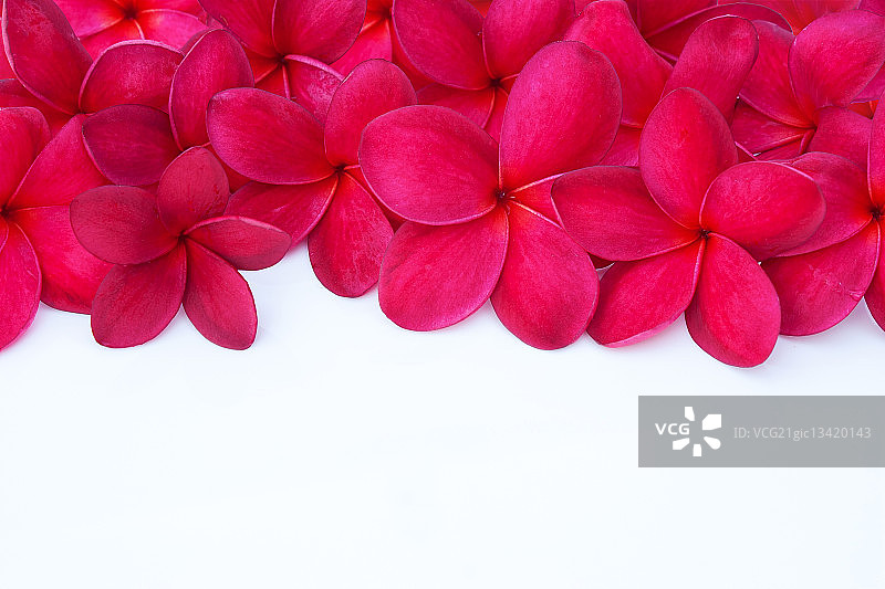 红色鸡蛋花水疗养生概念图片素材