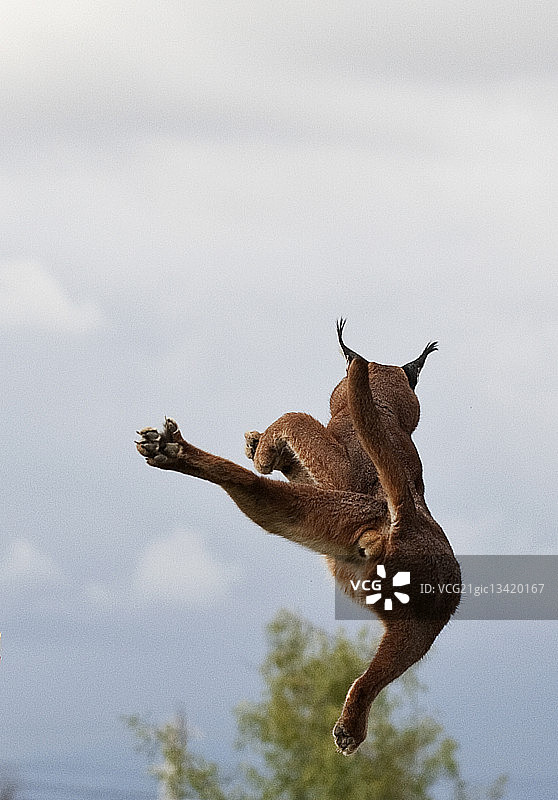 狞猫跃入空中图片素材