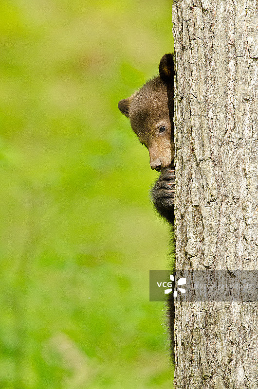 在加拿大魁北克树后躲藏的幼熊图片素材