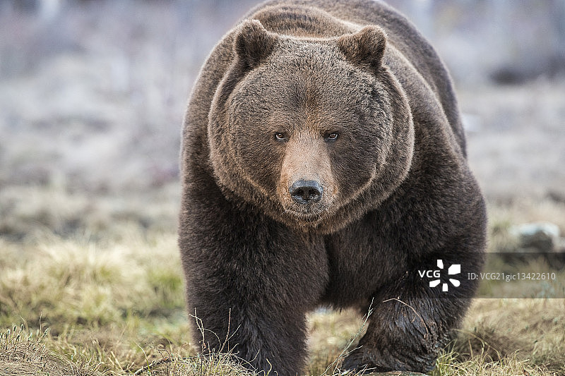 我来了图片素材