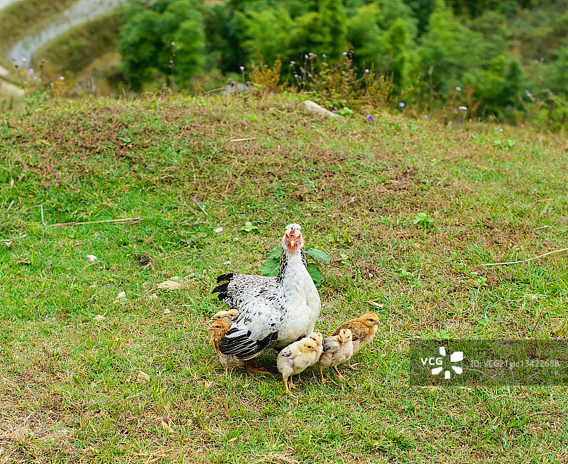 越南沙巴草地上的母鸡图片素材