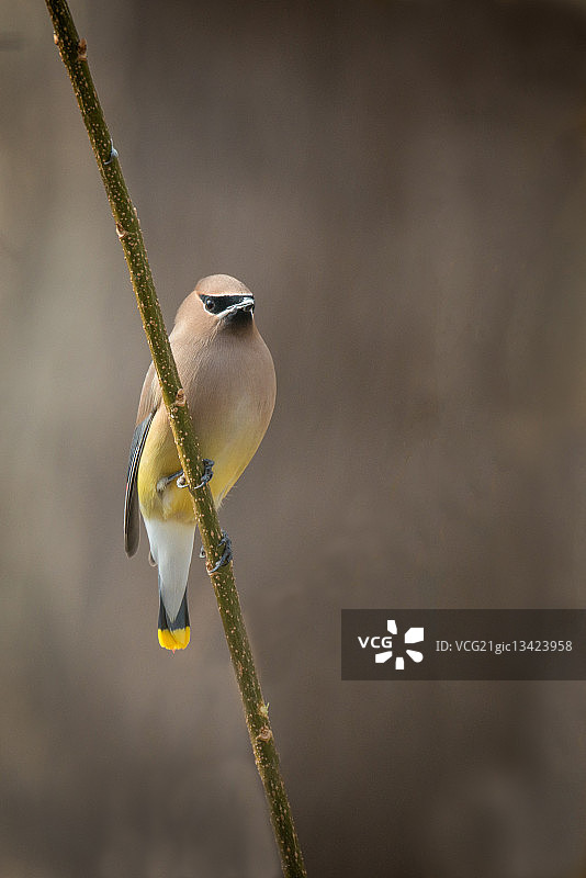 雪松太平鸟栖息于树枝上图片素材