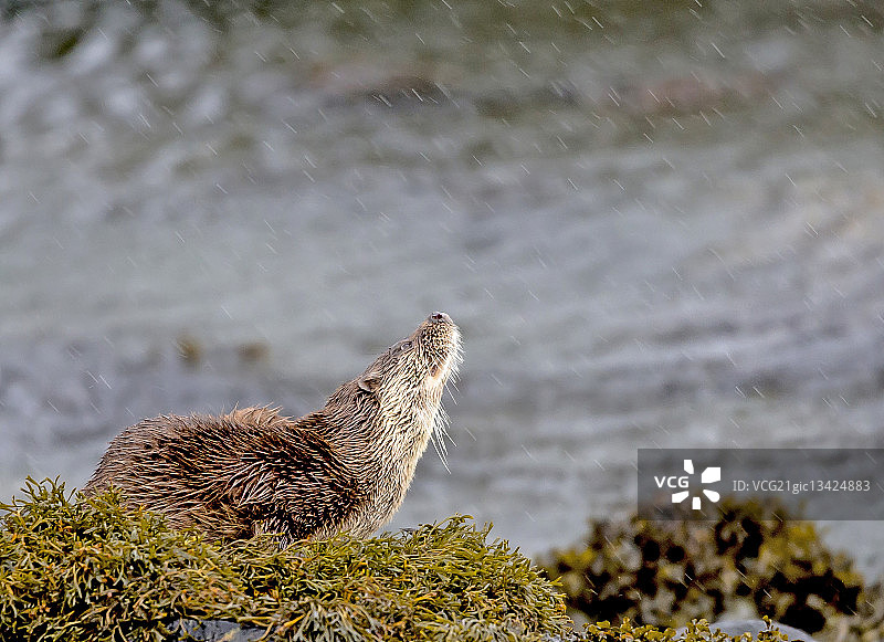 欧亚水獭图片素材