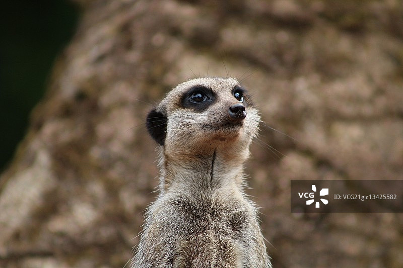 猫鼬（Suricata suricatta）头部特写，英国佩恩顿动物园图片素材