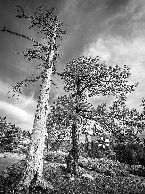 美国加利福尼亚州优胜美地国家公园塔夫脱点，逆光树木图片素材