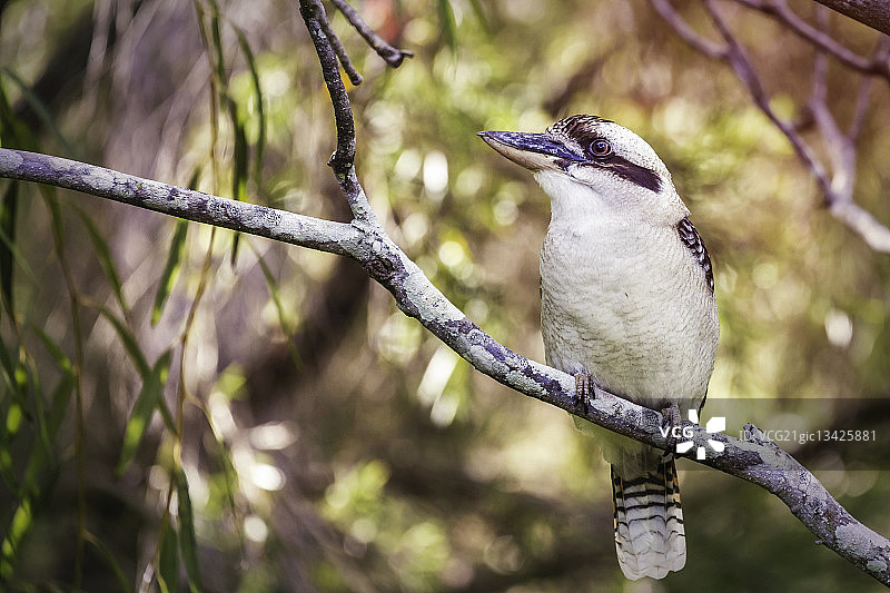 笑翠鸟图片素材