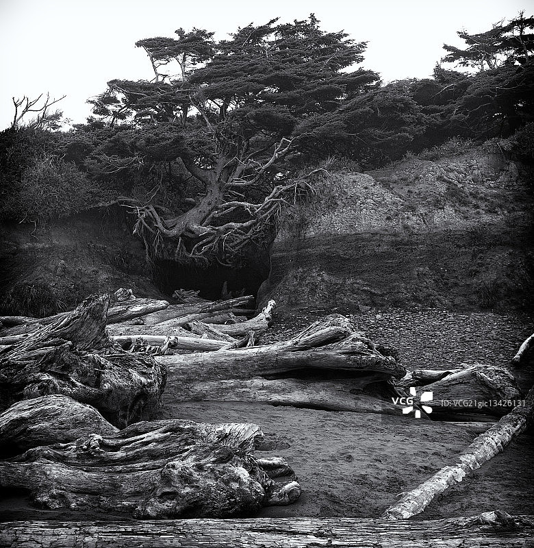 奔跑的树图片素材