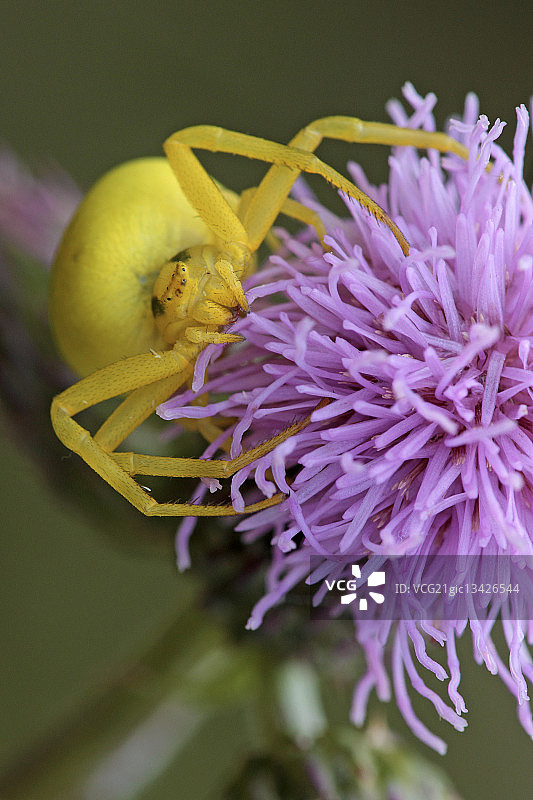 花蟹蛛图片素材