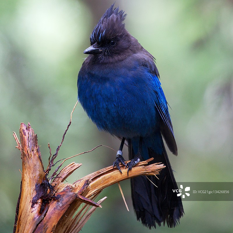 树枝上的星鸦图片素材