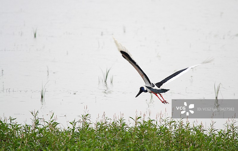 黑颈鹳飞越水面图片素材