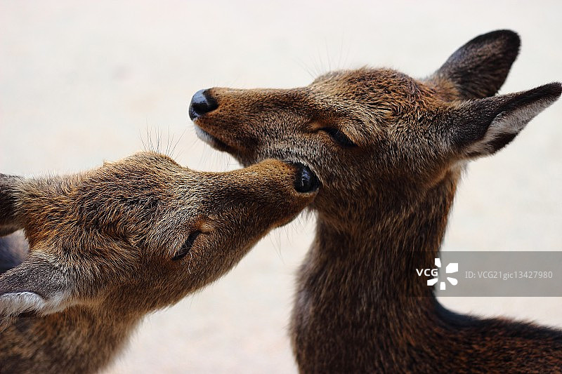 日本的幼鹿图片素材
