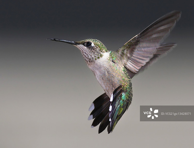 Ruby-throated蜂鸟图片素材